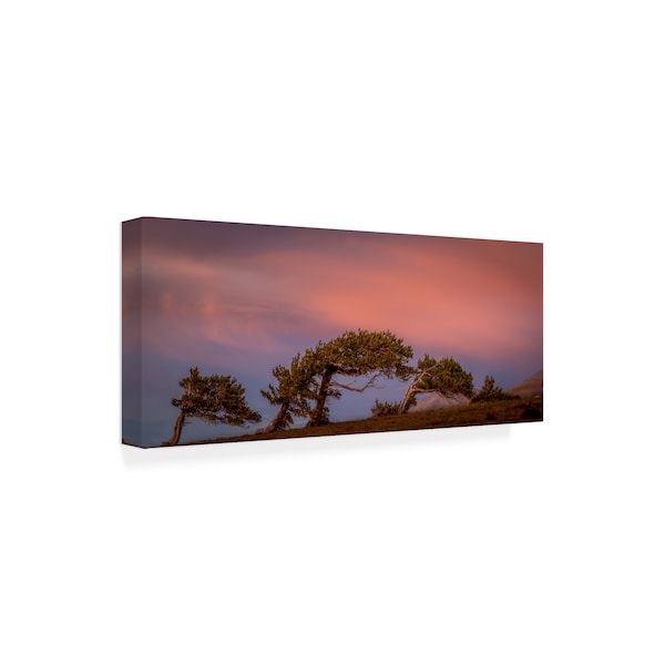 Dan Ballard 'Leaning Trees' Canvas Art,20x47